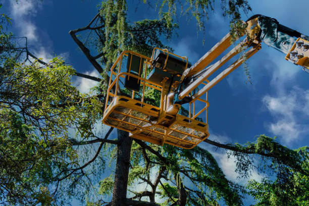 Reliable Angola On The Lake, NY Tree Services Solutions